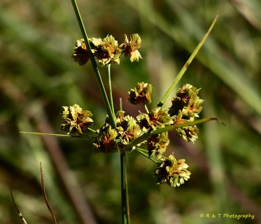 {Cyperus metzii}